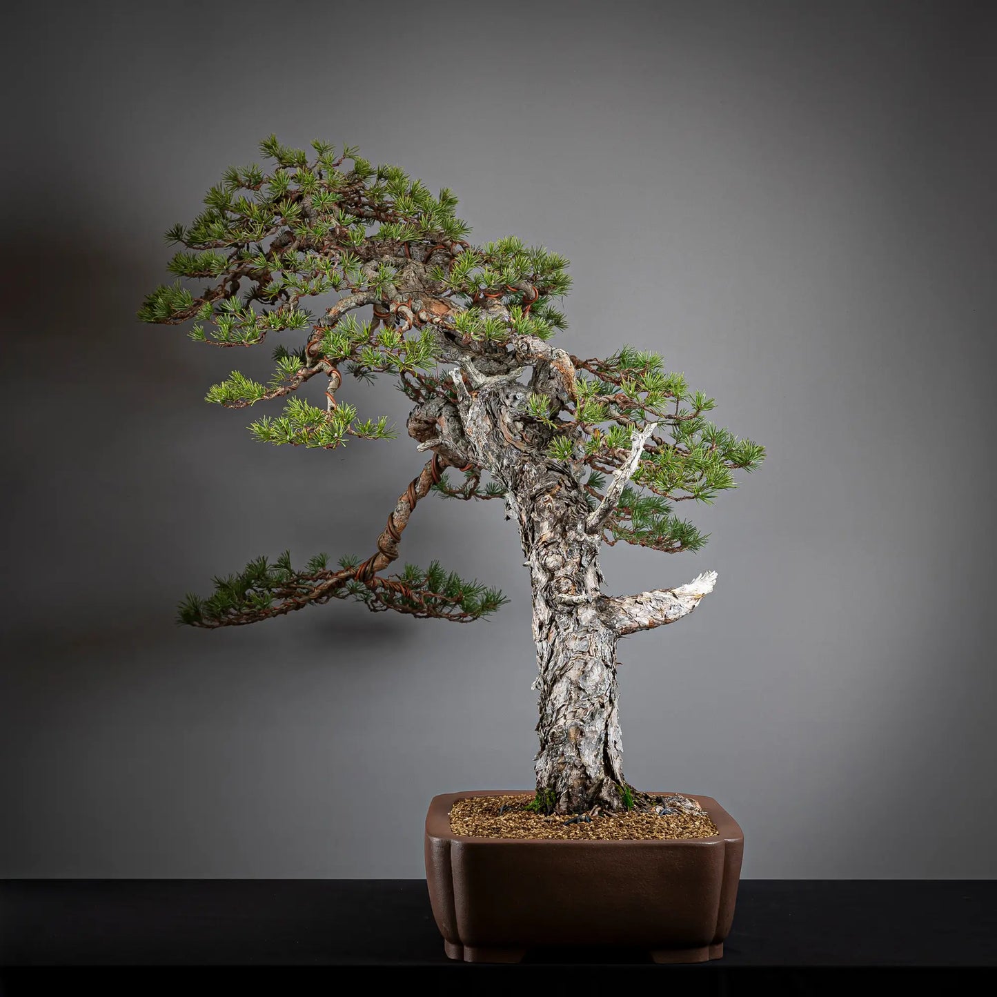 Cara izquierda de bonsai yamadori de pinus sylvestris