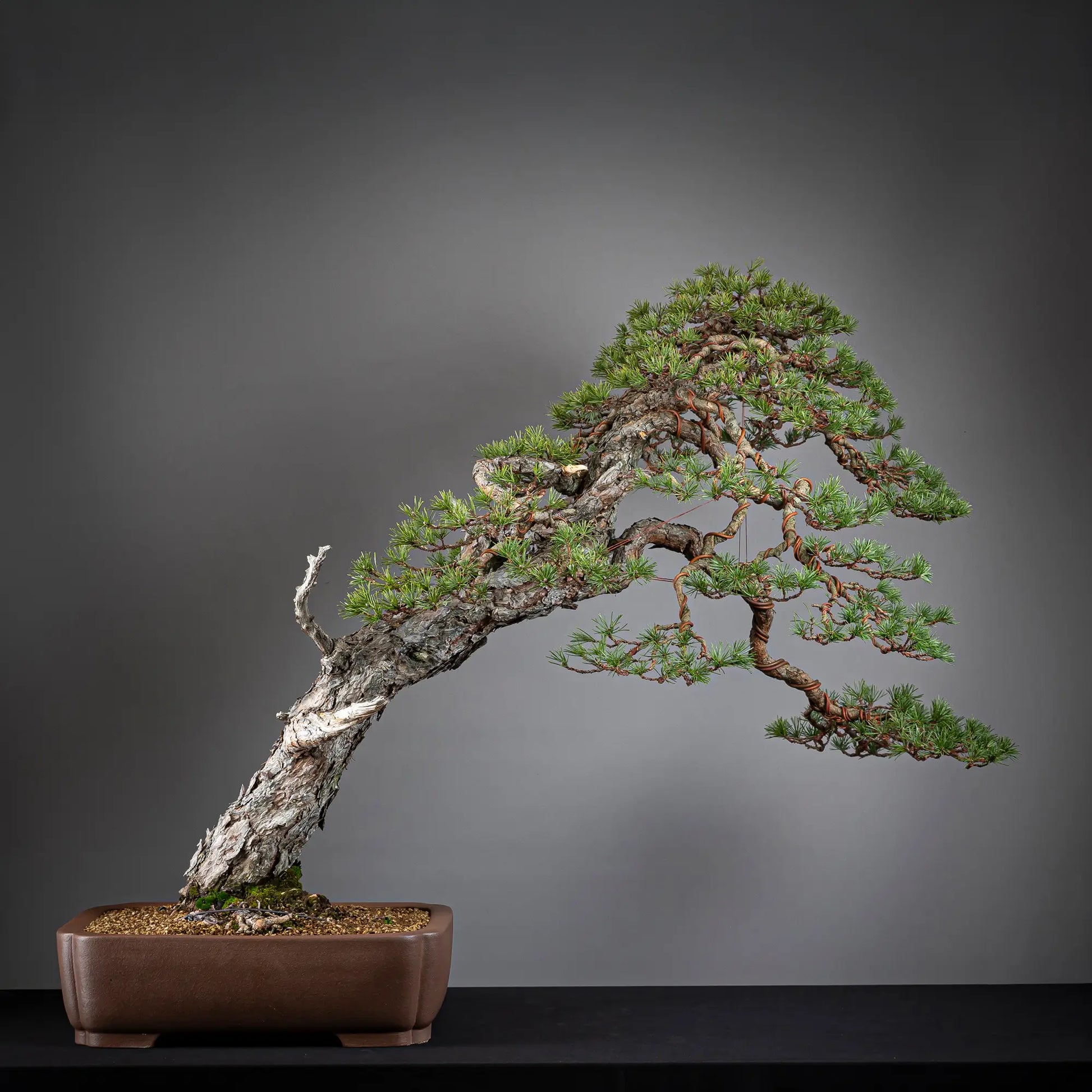 Cara trasera de bonsai yamadori de pinus sylvestris