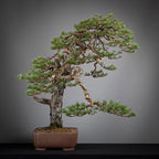 Cara derecha de bonsai yamadori de pinus sylvestris