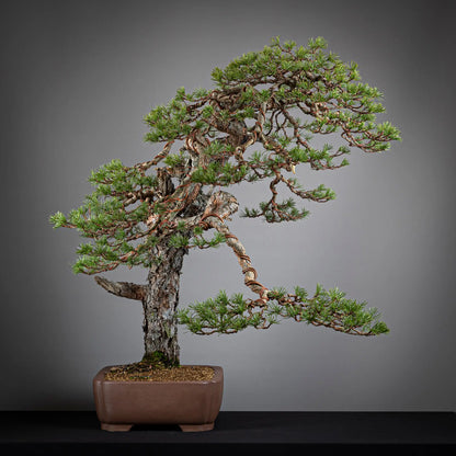 Cara derecha de bonsai yamadori de pinus sylvestris