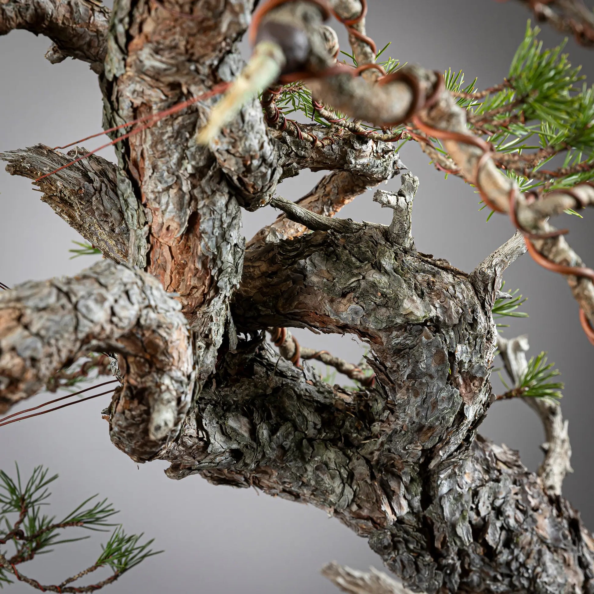 Detalle de corteza y tronco