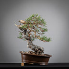 Frente de bonsai yamadori de pinus sylvestris en estilo moyogi y tamaño chuhin