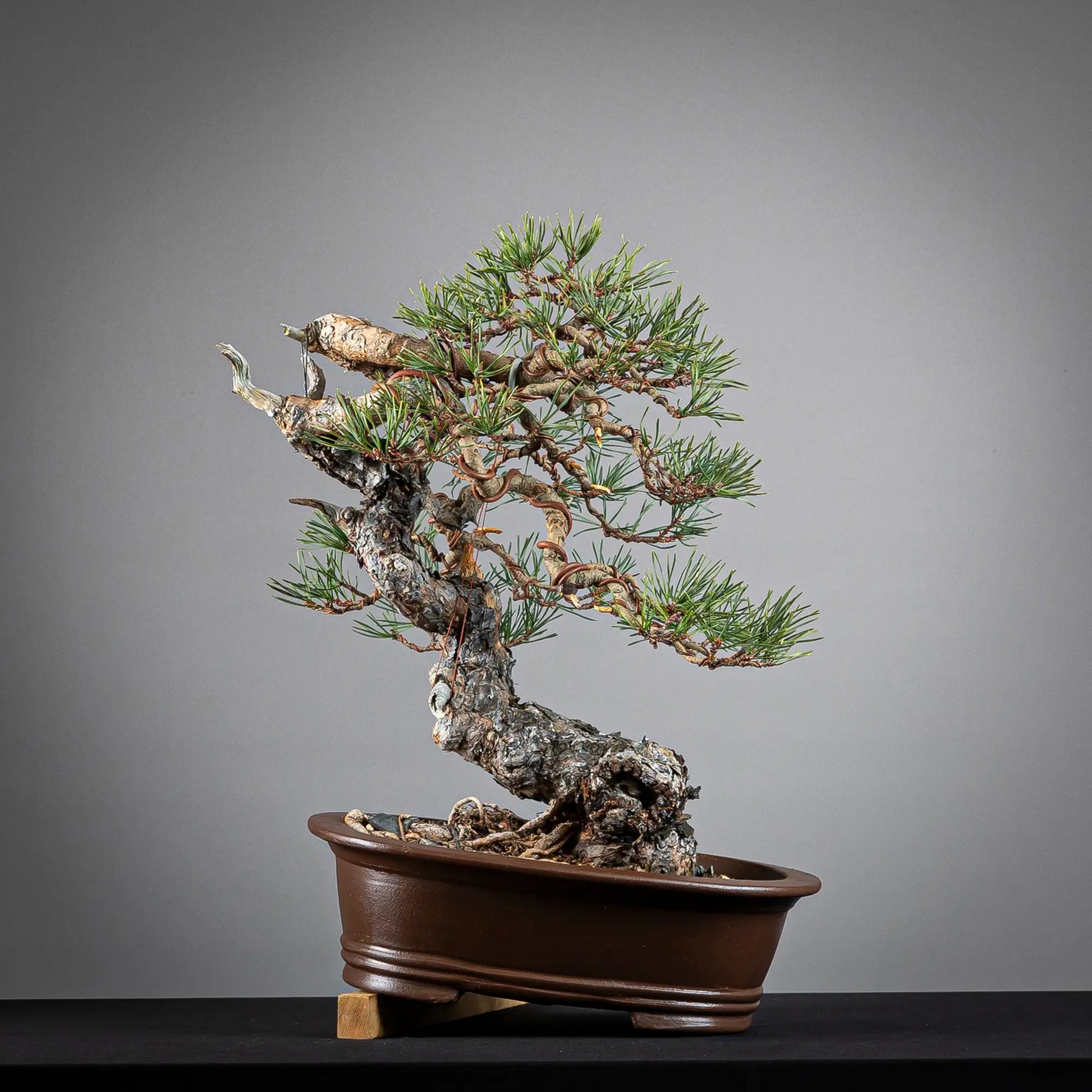 Frente de bonsai yamadori de pinus sylvestris en estilo moyogi y tamaño chuhin