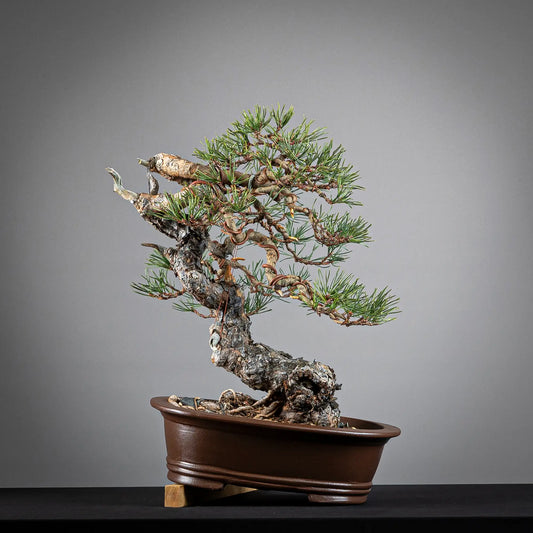 Frente de bonsai yamadori de pinus sylvestris en estilo moyogi y tamaño chuhin