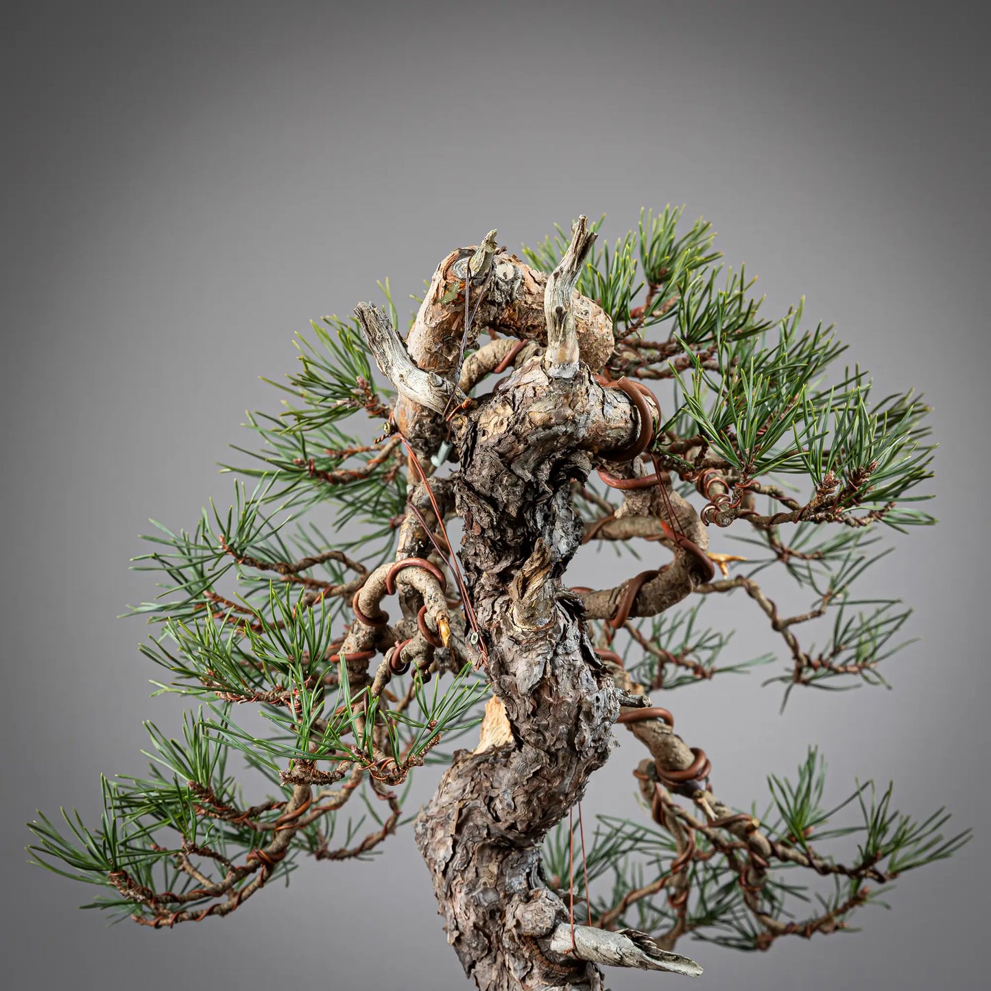 Detalle de tronco y doble codo de bonsai yamadori de pinus sylvestris
