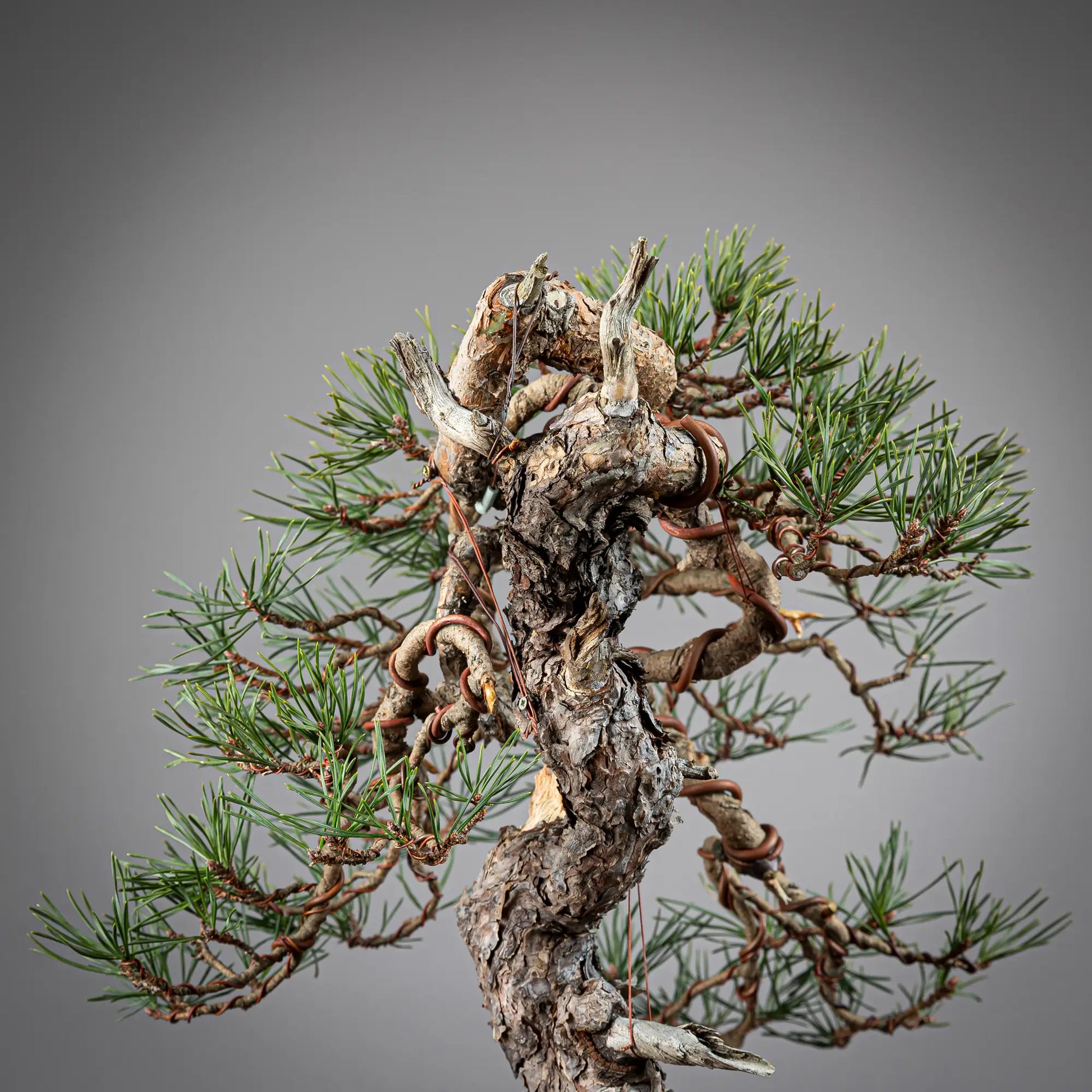 Detalle de tronco y doble codo de bonsai yamadori de pinus sylvestris