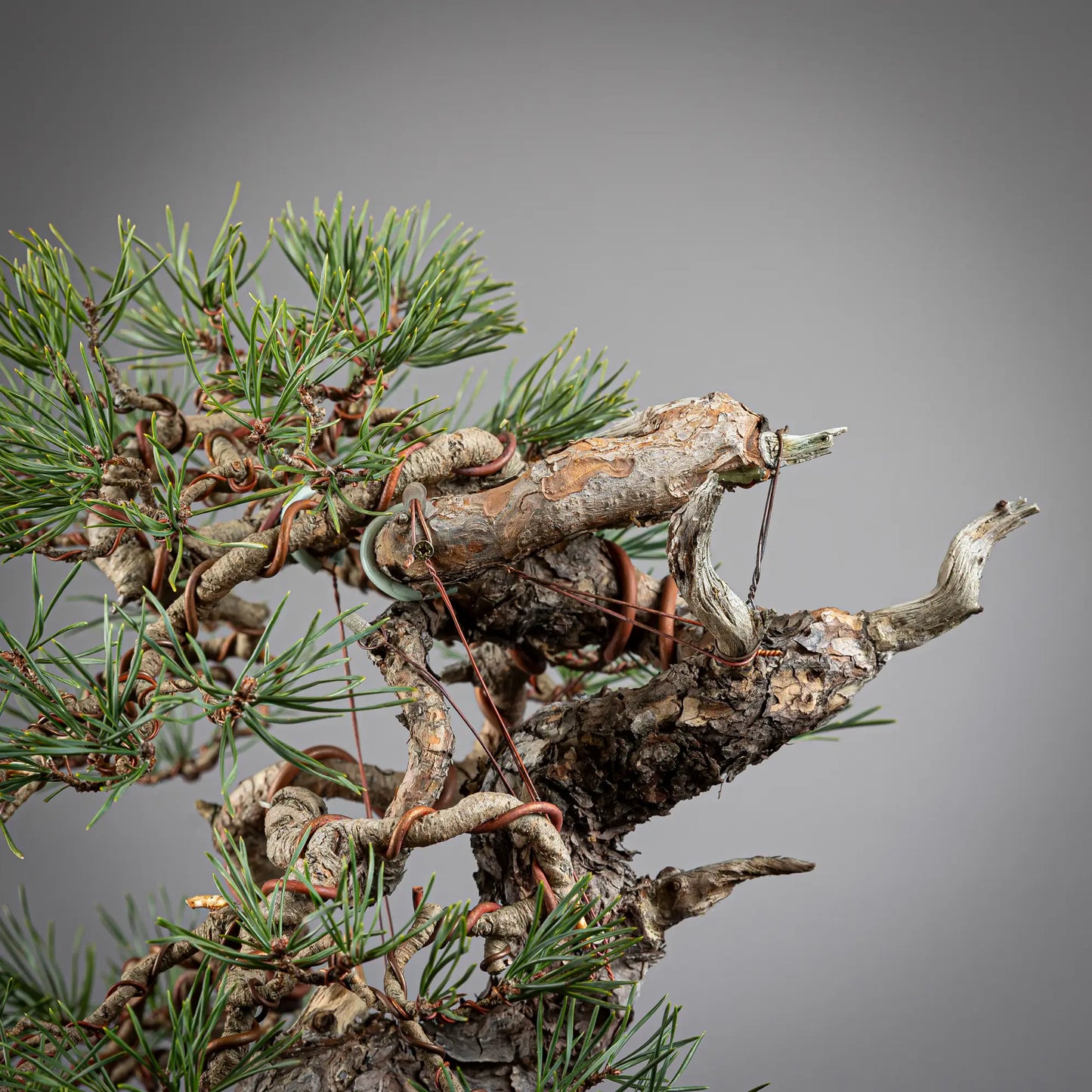 Detalle de curva y jin de bonsai yamadori de pinus sylvestris