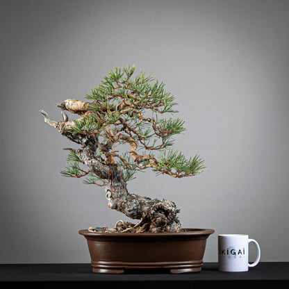 Comparativa de tamaño de bonsai yamadori de pinus sylvestris de tamaño chuhin con una taza de café de la tienda ikigai bonsái.