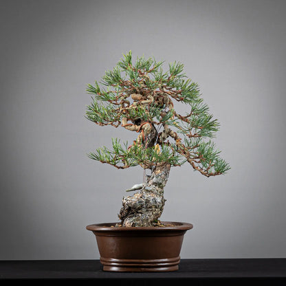 Cara derecha de bonsai yamadori de pinus sylvestris