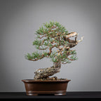Cara trasera de bonsai yamadori de pinus sylvestris