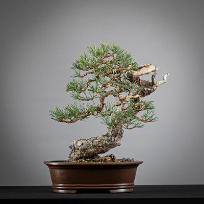 Cara trasera de bonsai yamadori de pinus sylvestris