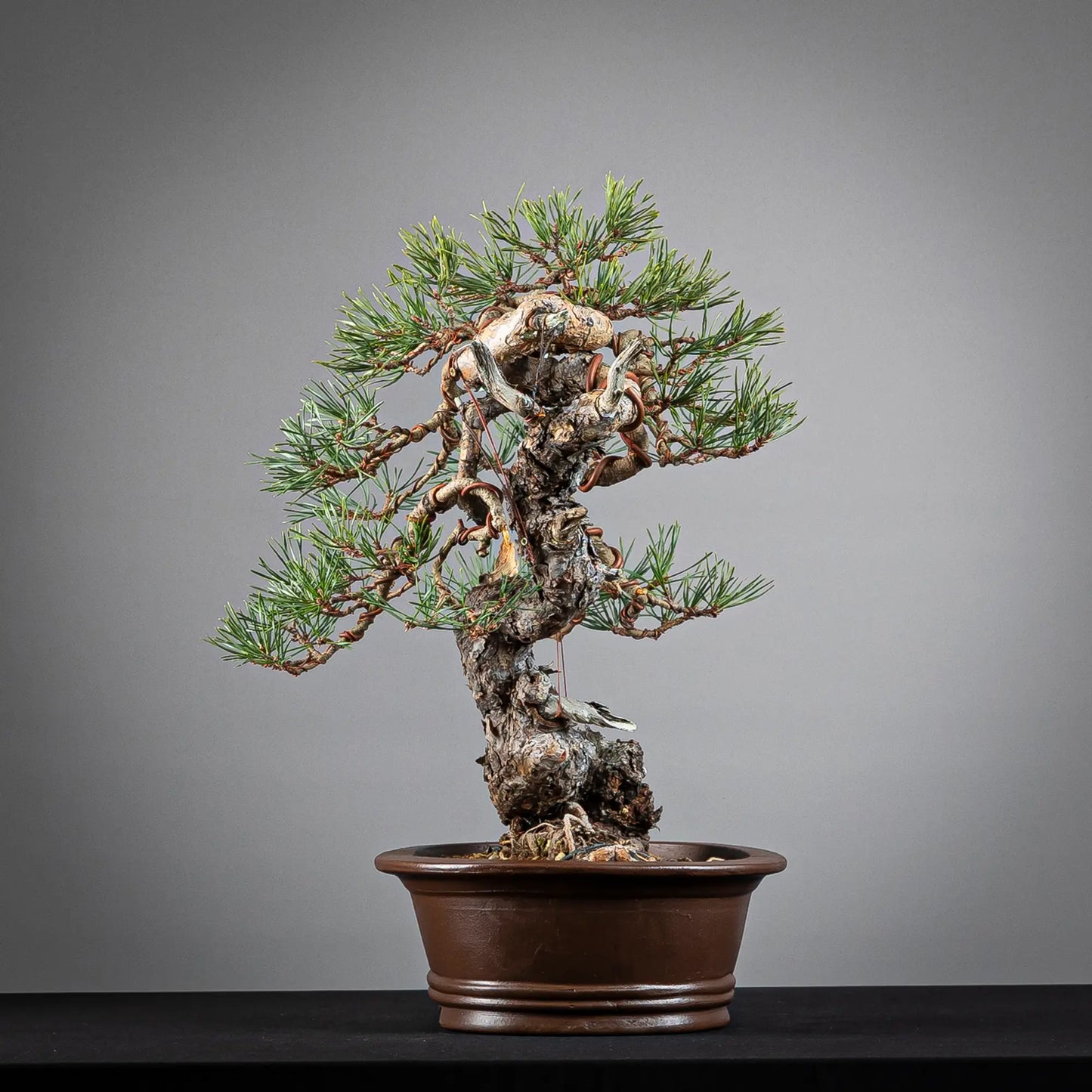 Cara izquierda de bonsai yamadori de pinus sylvestris