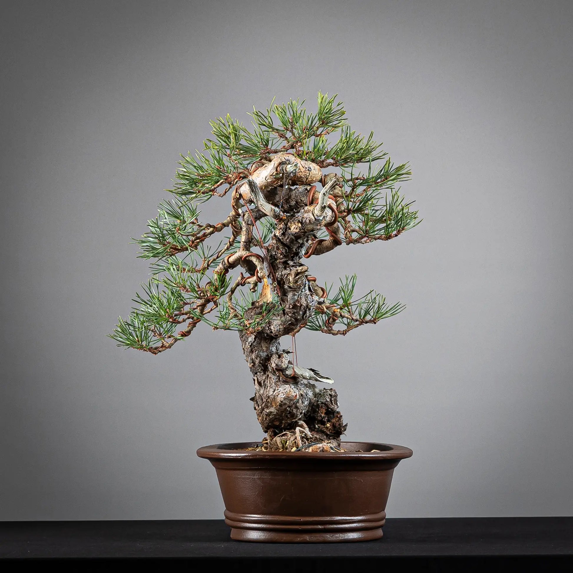 Cara izquierda de bonsai yamadori de pinus sylvestris