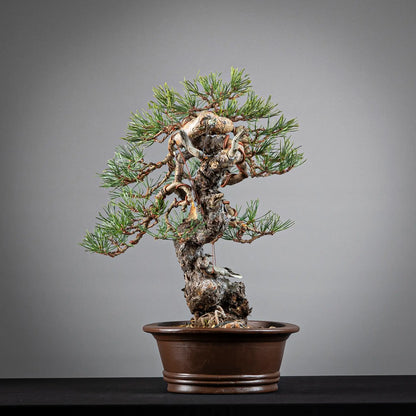 Cara izquierda de bonsai yamadori de pinus sylvestris