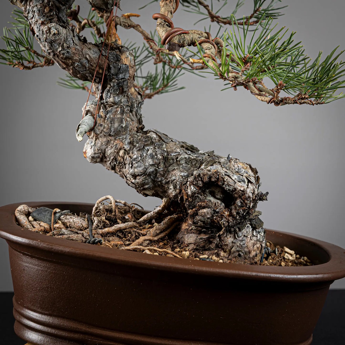 Detalle de nebari y tronco muy viejo de bonsai yamadori de pinus sylvestris