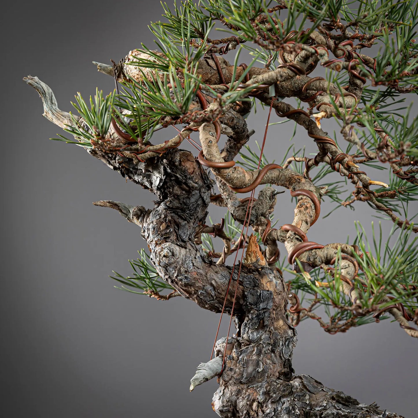 Detalle de curvas de tronco de bonsai yamadori de pinus sylvestris