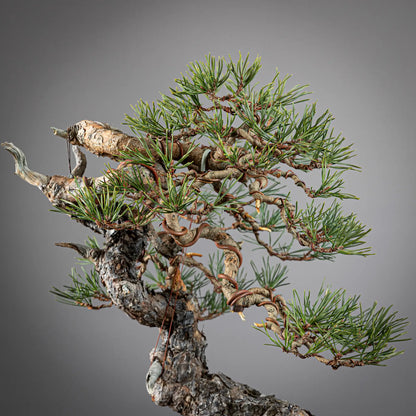 Detalle de copa de bonsai yamadori de pinus sylvestris