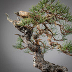 Detalle de tronco y curvas de bonsai yamadori de pinus sylvestris