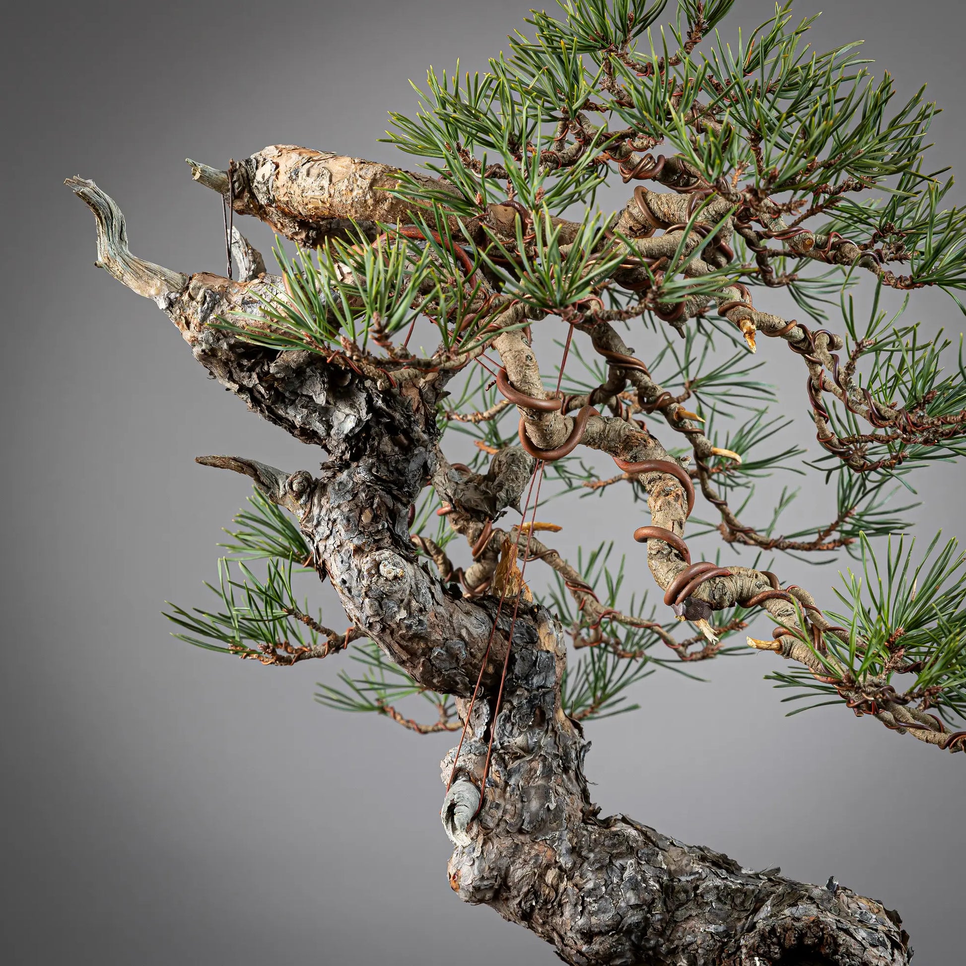 Detalle de tronco y curvas de bonsai yamadori de pinus sylvestris