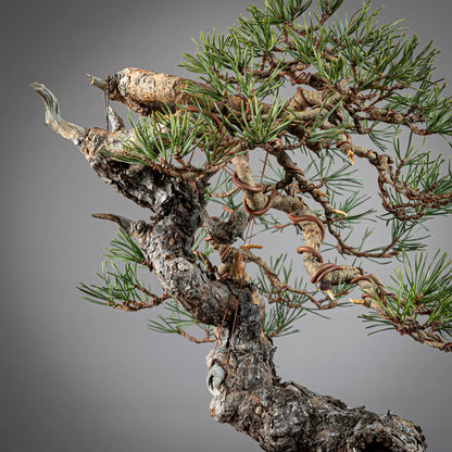 Detalle de tronco y curvas de bonsai yamadori de pinus sylvestris
