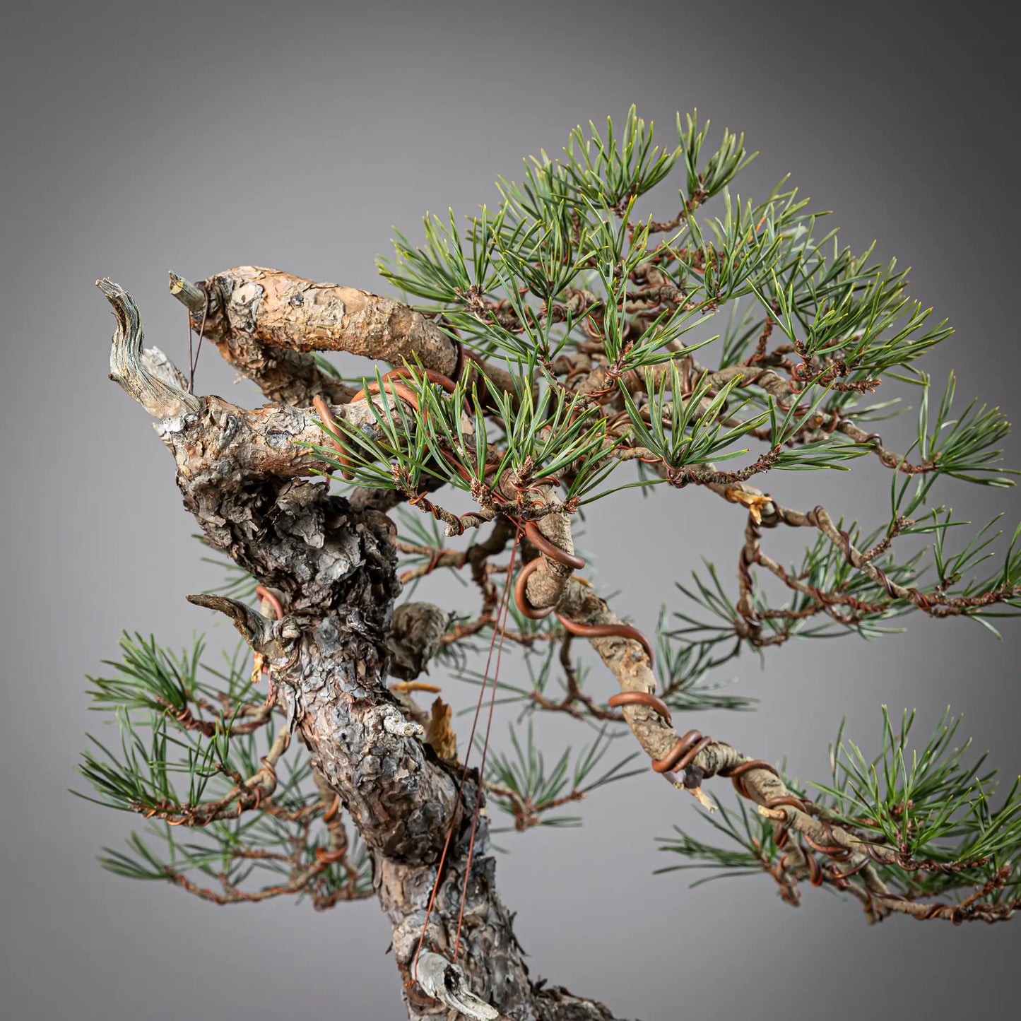 Detalle de codo y apice de bonsai yamadori de pinus sylvestris