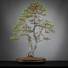 PINUS SYLVESTRIS