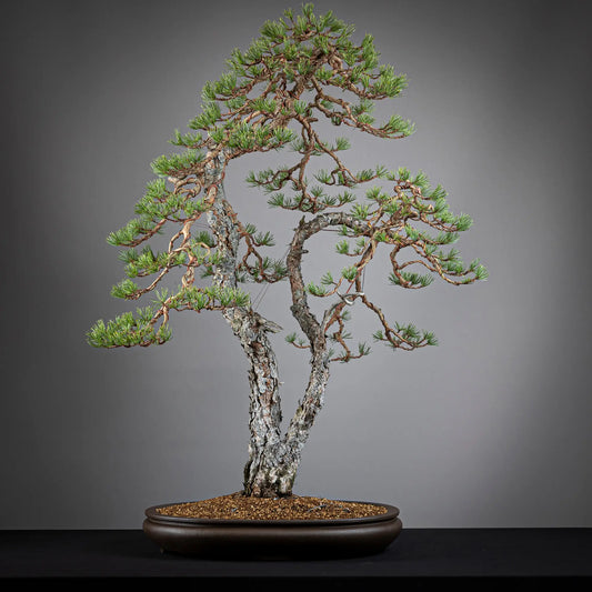 Frente de bonsai yamadori de pinus sylvestris de estilo doble tronco tamaño dai