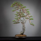 PINUS SYLVESTRIS