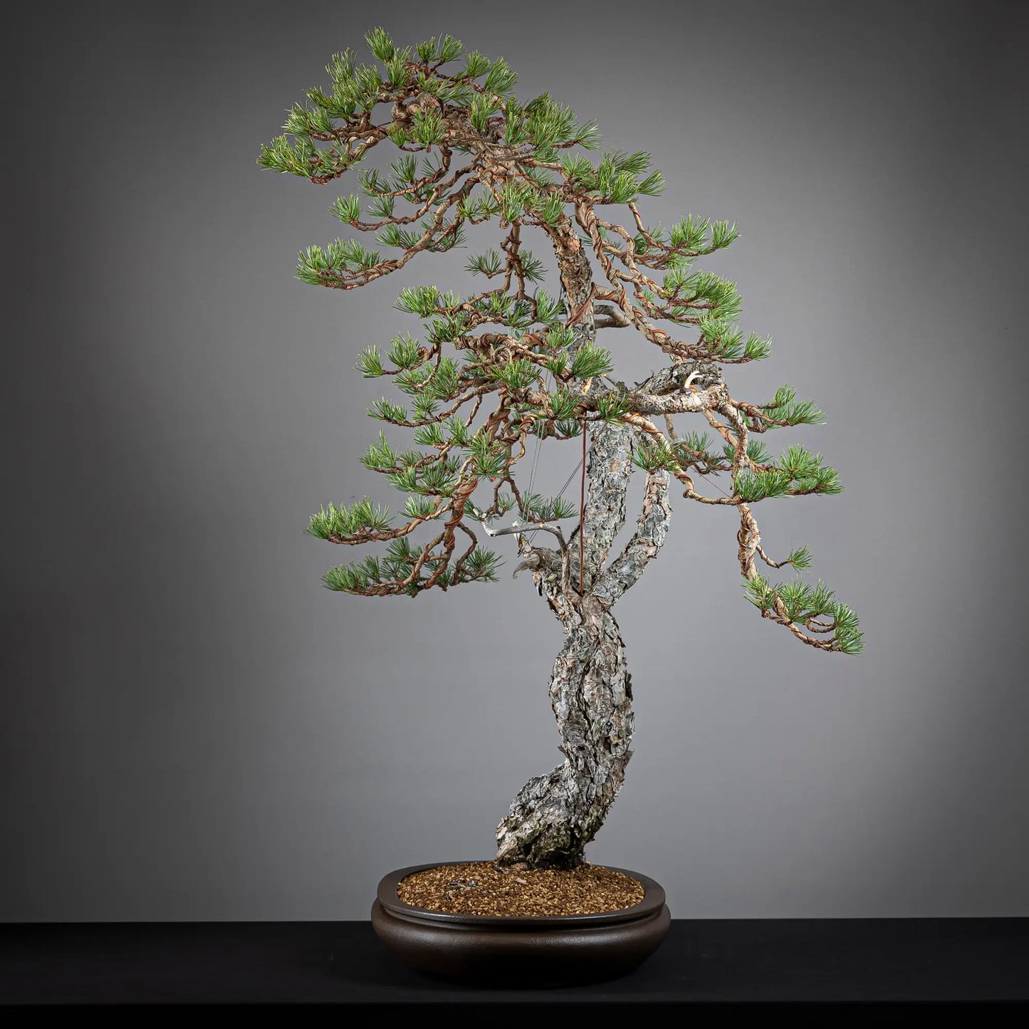 PINUS SYLVESTRIS