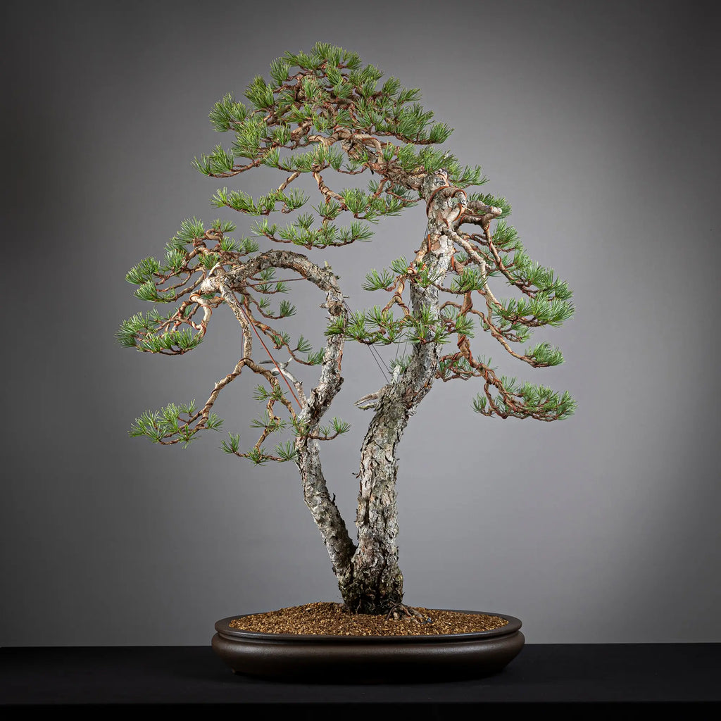 Detalle cara trasera de bonsai yamadori de pinus sylvestris