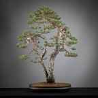 Detalle cara trasera de bonsai yamadori de pinus sylvestris