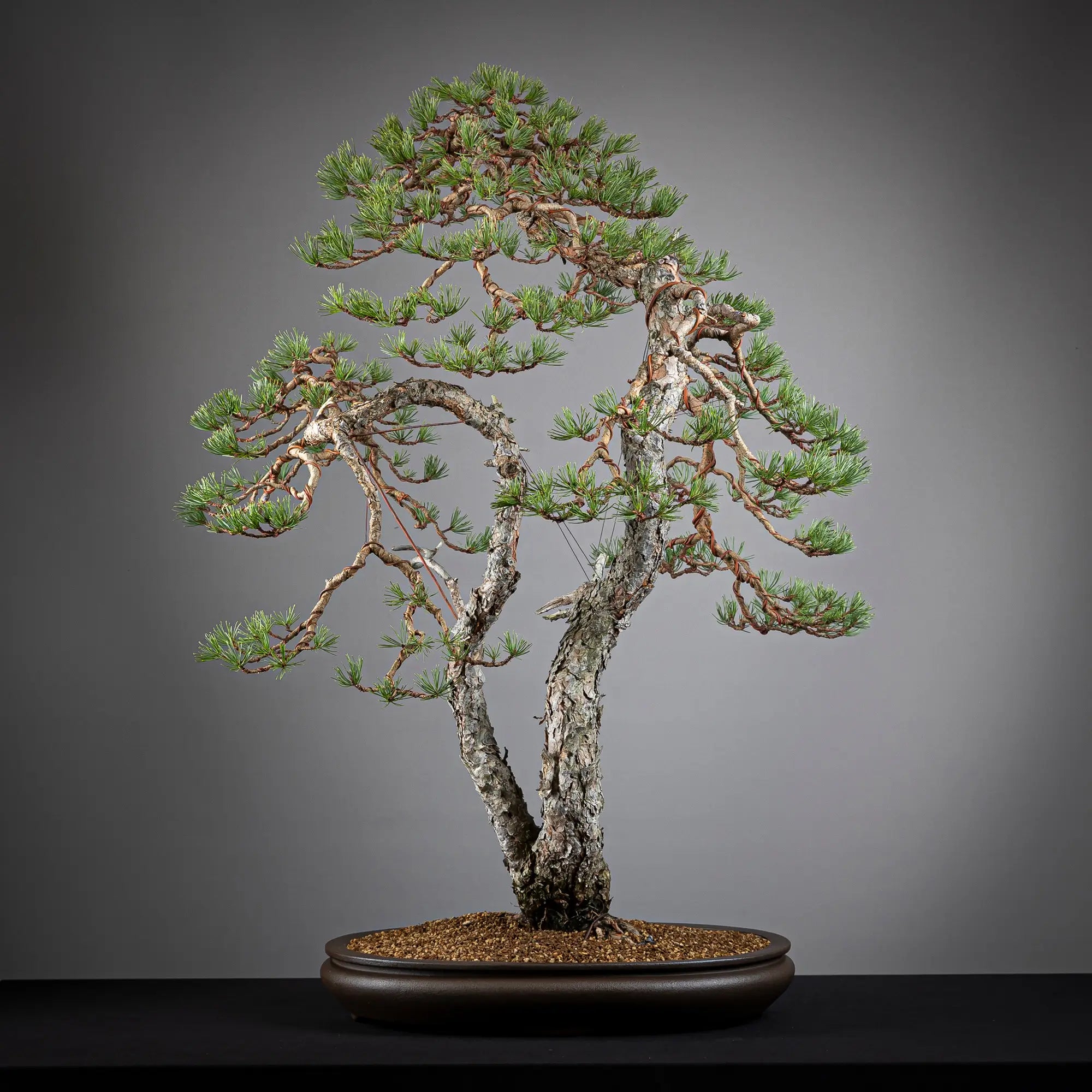 Detalle cara trasera de bonsai yamadori de pinus sylvestris