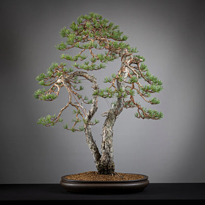 Detalle cara trasera de bonsai yamadori de pinus sylvestris