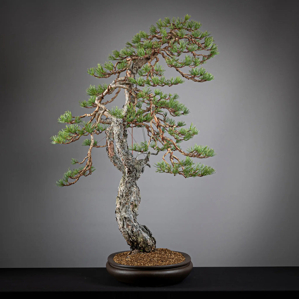 Detalle cara izquierda de bonsai yamadori de pinus sylvestris