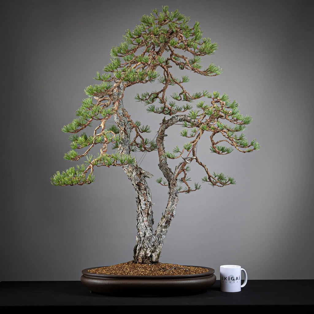 Comparativa de tamaño de bonsai yamadori de pinus sylvestris de tamaño dai con una taza de café de la tienda ikigai bonsái.