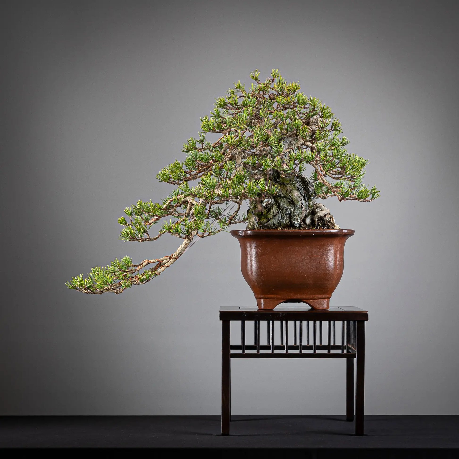 Frente de bonsai yamadori de pinus sylvestris tamaño chuhin y estilo semicascada