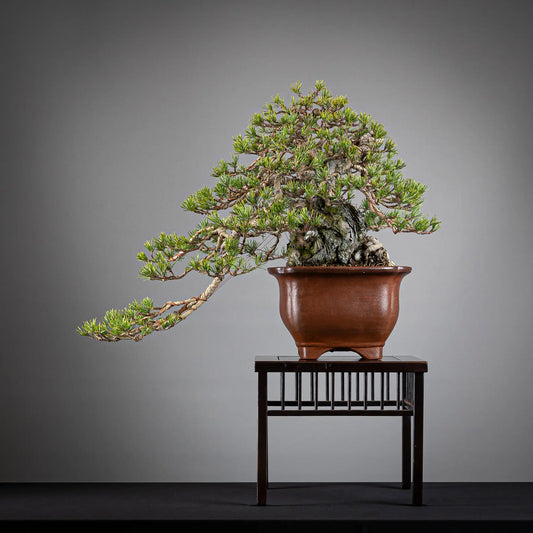 Frente de bonsai yamadori de pinus sylvestris tamaño chuhin y estilo semicascada