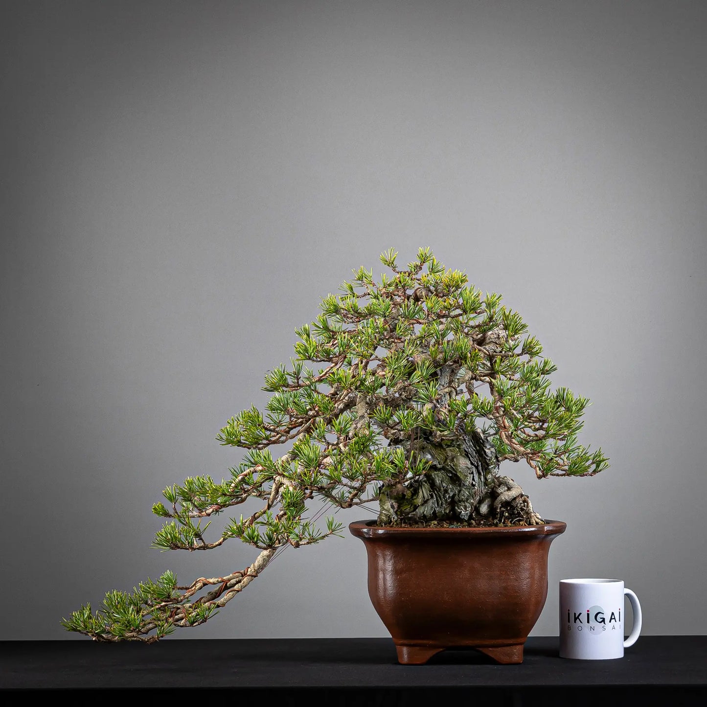 Comparativa de tamaño de bonsai de pinus sylvestris tamaño chuhin con una taza de café de la tienda ikigai bonsái.