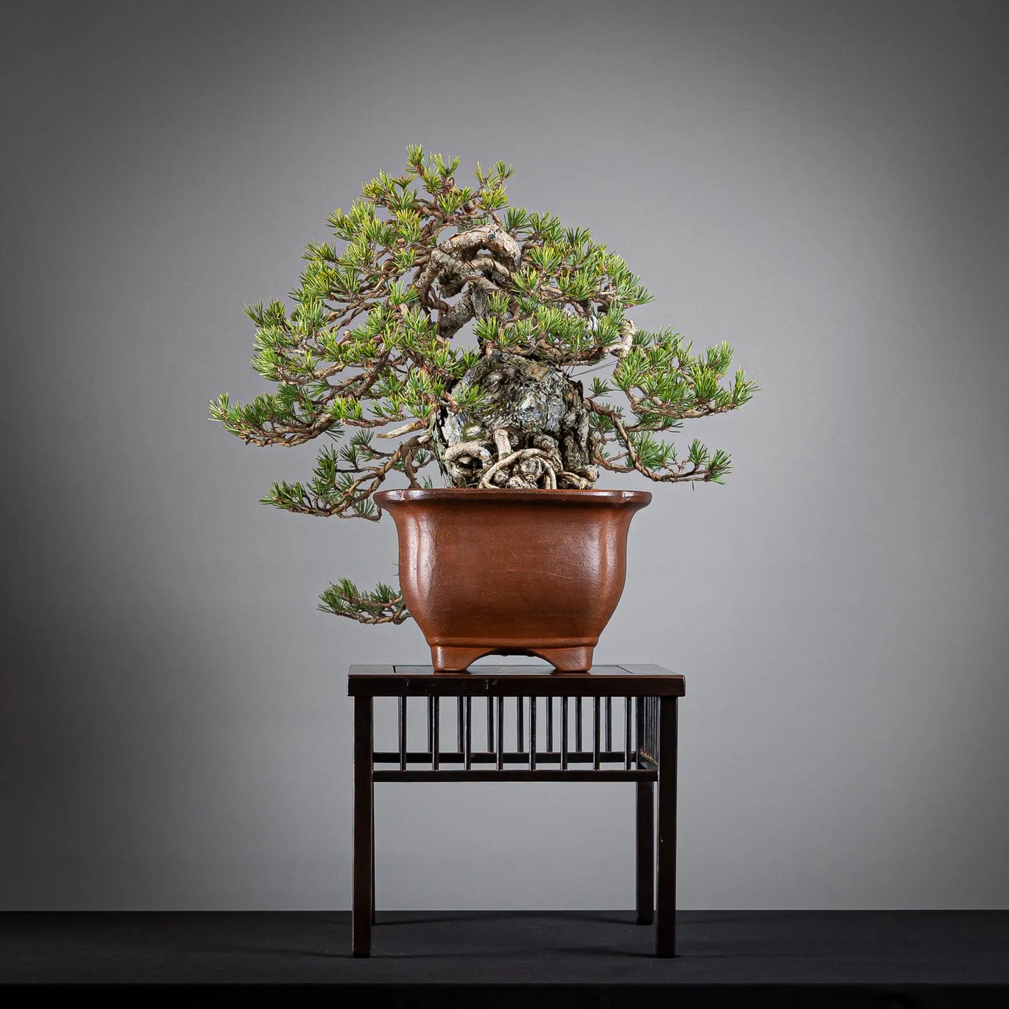 Cara derecha de bonsai yamadori de pinus sylvestris