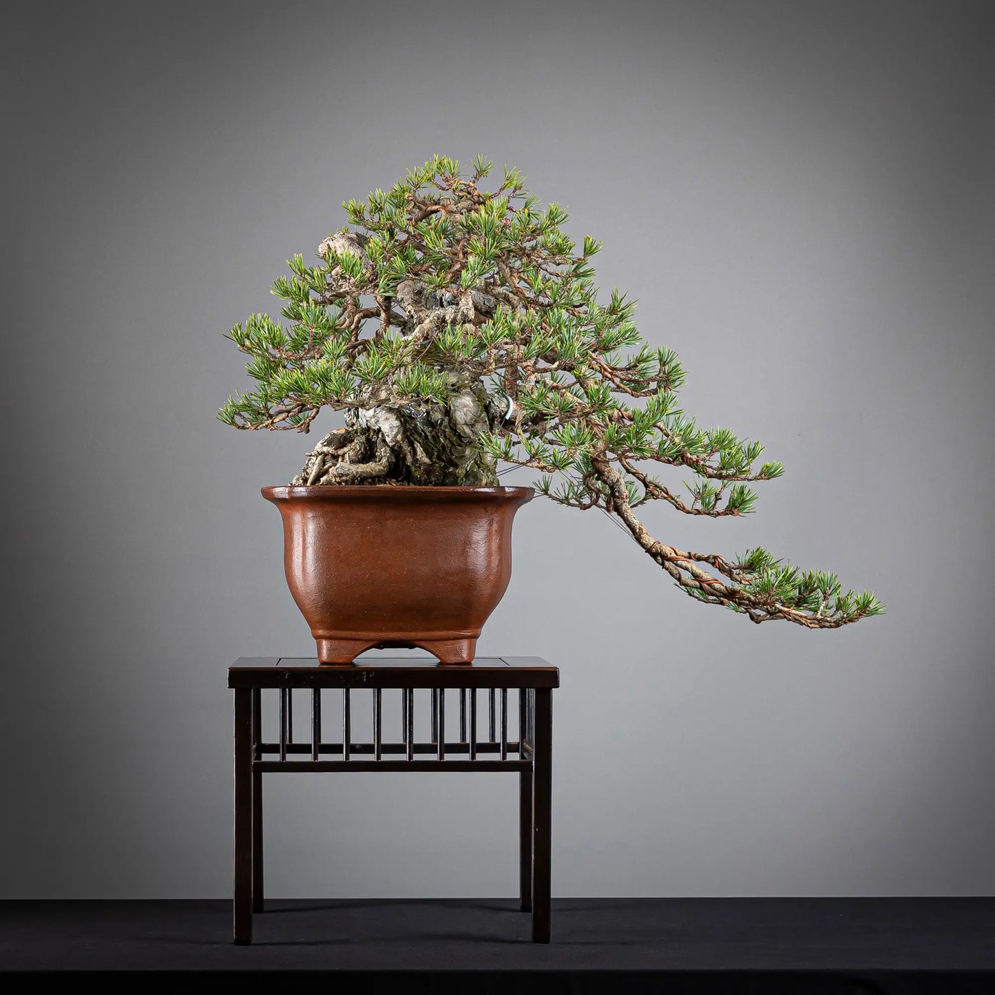 Cara trasera de bonsai de pinus sylvestris