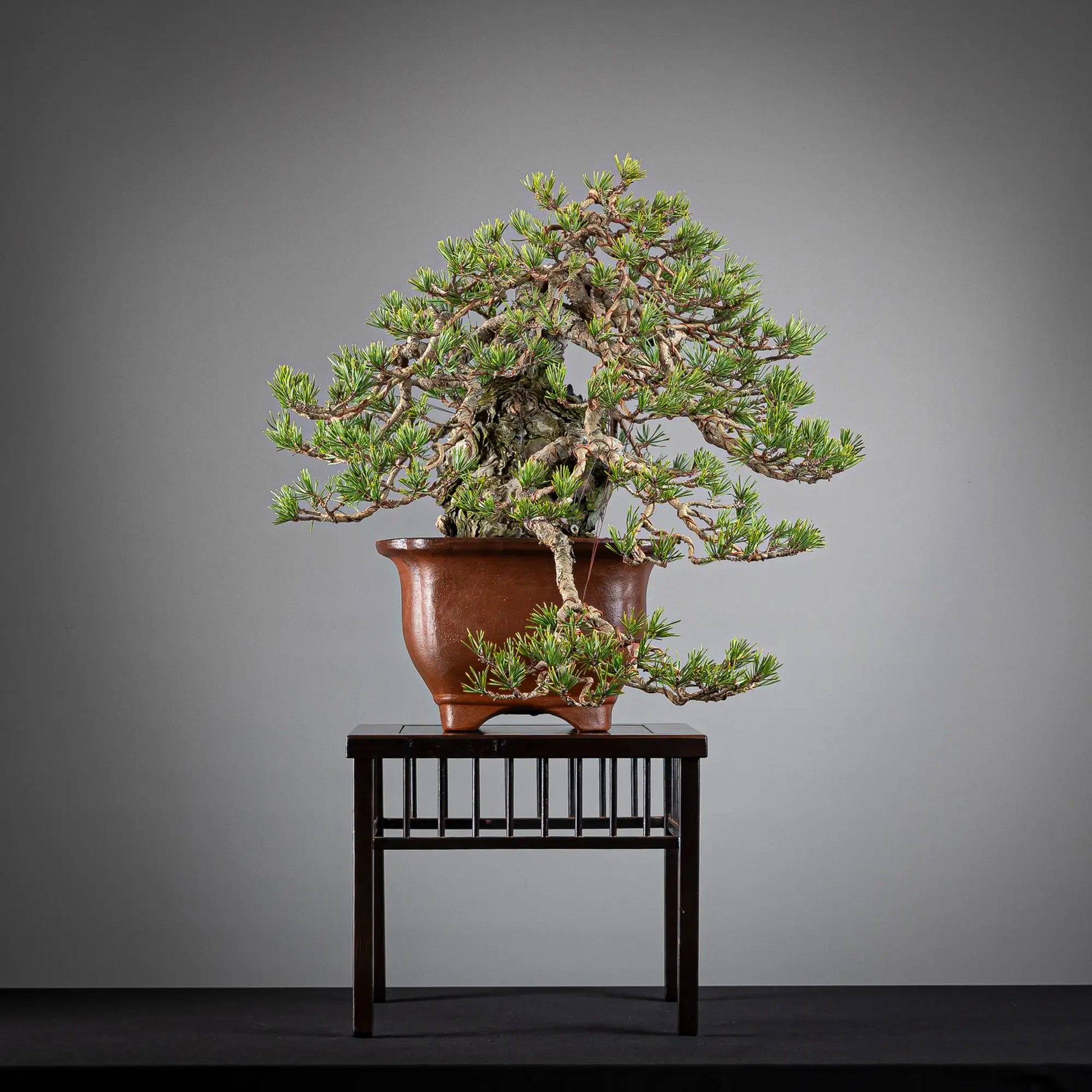 Cara izquierda de bonsai de pinus sylvestris