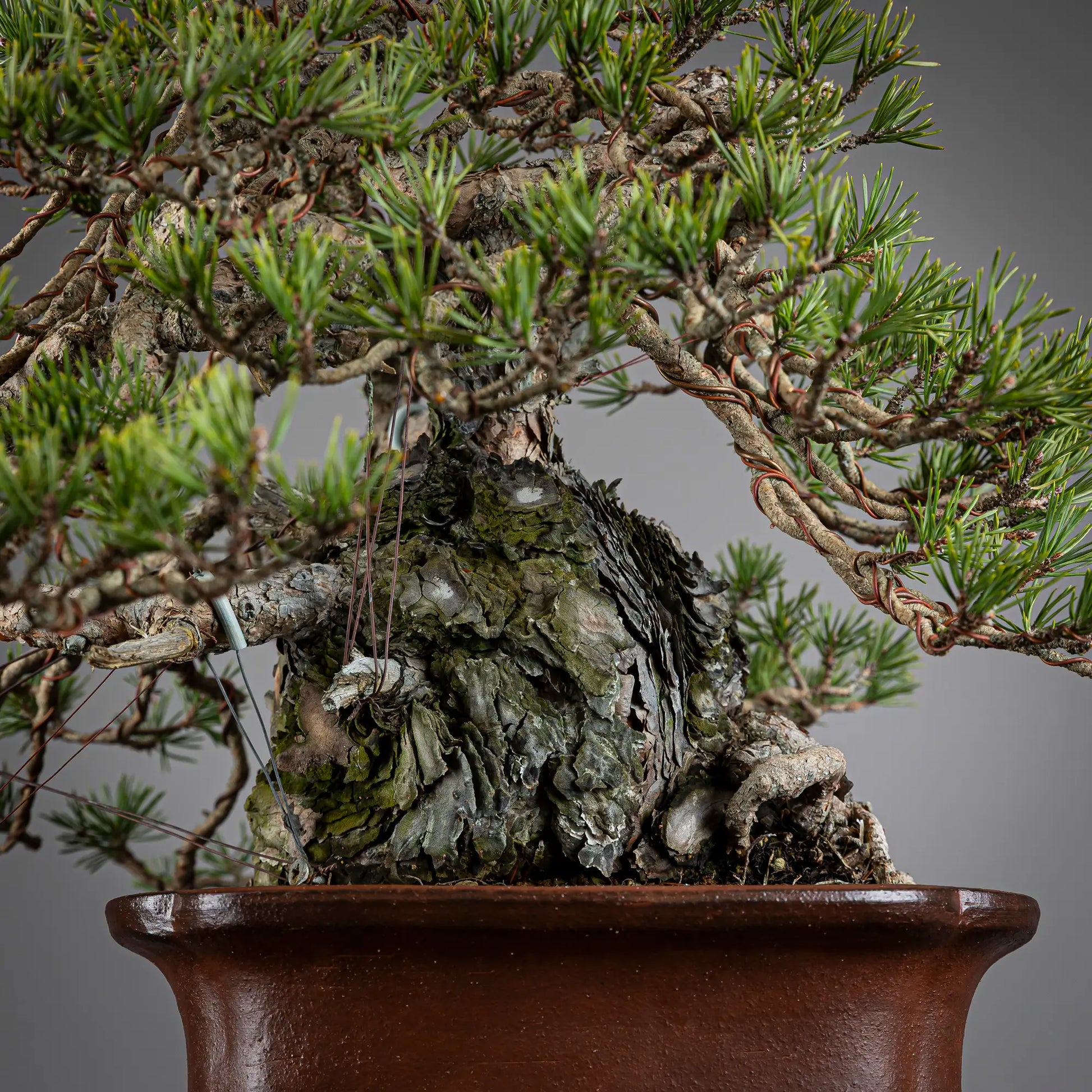 Detalle de tronco de bonsai de pinus sylvestris