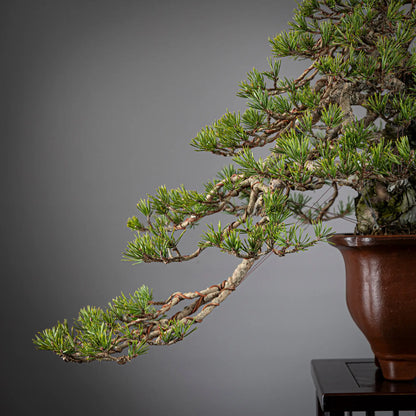 Detalle de rama principal de bonsai de pinus sylvestris