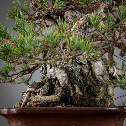 Detalle de tronco y nebari de bonsai de pinus sylvestris