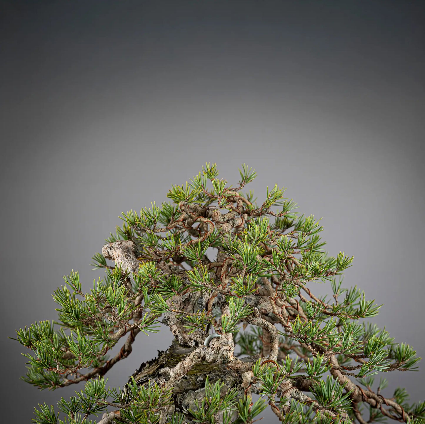 Detalle de apice de bonsai de pinus sylvestris