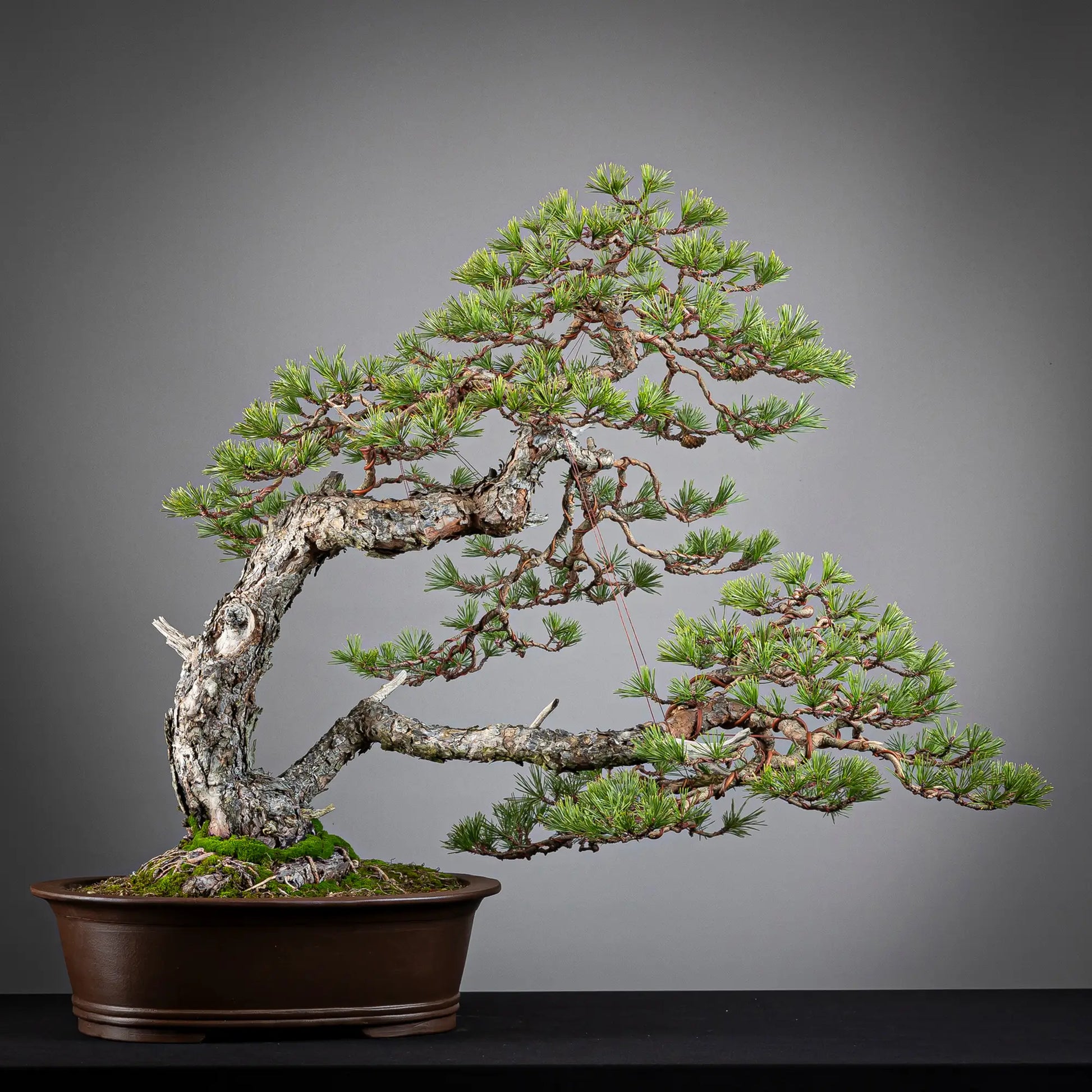 Frente de bonsai yamadori de pinus sylvestris de estilo doble tronco tamaño dai