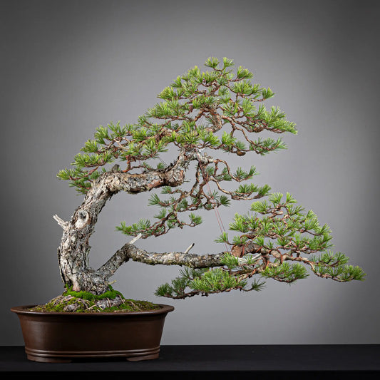 Frente de bonsai yamadori de pinus sylvestris de estilo doble tronco tamaño dai