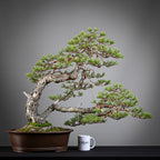 Comparativa de tamaño de bonsai yamadori de pinus sylvestris tamaño dai con una taza de café de la tienda ikigai bonsai