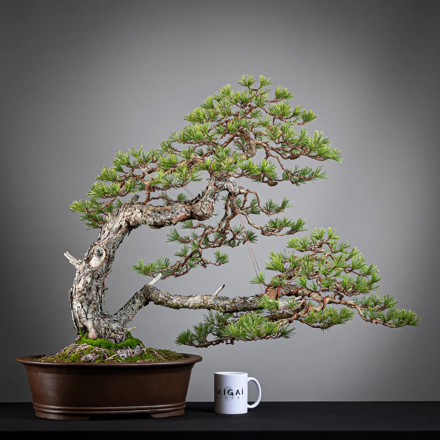 Comparativa de tamaño de bonsai yamadori de pinus sylvestris tamaño dai con una taza de café de la tienda ikigai bonsai