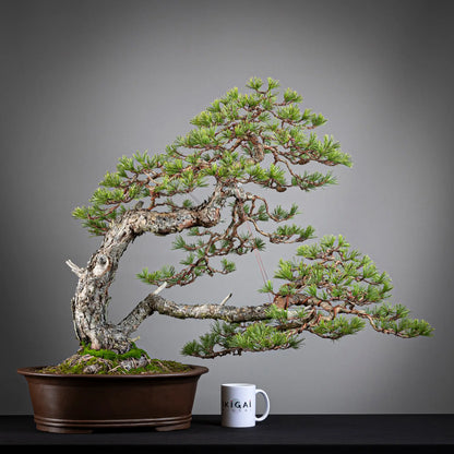 Comparativa de tamaño de bonsai yamadori de pinus sylvestris tamaño dai con una taza de café de la tienda ikigai bonsai